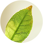 Green Tea Extract