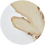 Organic Ginger Root